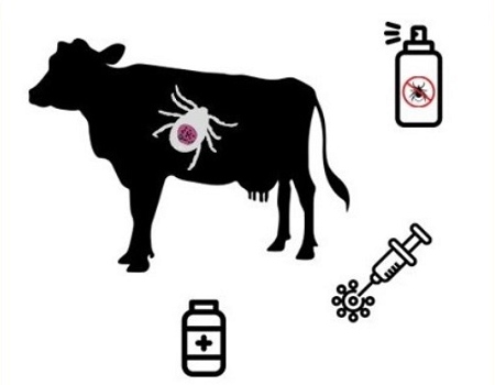 “Genetic Resistance of Bovines to Theileriosis”: artigo científico destaca resistência superior das raças bovinas autóctones